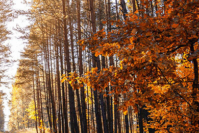 开云体育入口-SHR震撼逆转JDG，Rekkles关键时刻引爆全场